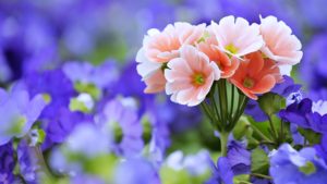 Top wallpaper flowers photos download free Download