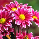 Top wallpaper flowers photos download HD Download