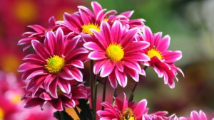 Top wallpaper flowers photos download HD Download