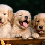 Top wallpaper pictures of dogs 4k Download