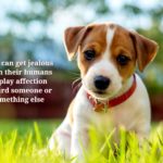 Download wallpaper pictures of dogs HD