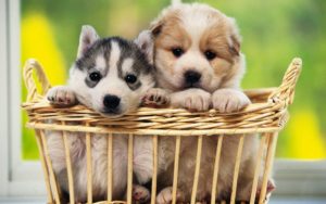 Top wallpaper pictures of dogs 4k Download