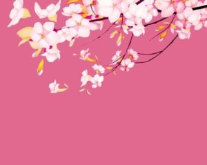 Download wallpaper sakura pink HD