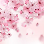 Top wallpaper sakura pink 4k Download