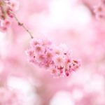 Top wallpaper sakura pink HD Download