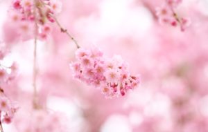 Top wallpaper sakura pink HD Download