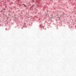 Download wallpaper sakura pink HD