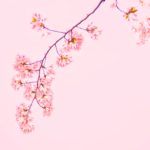 Top wallpaper sakura pink Download