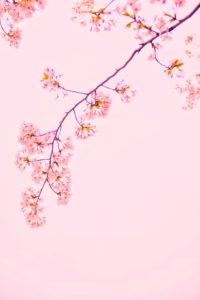 Top wallpaper sakura pink Download