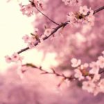 Top wallpaper sakura pink HD Download