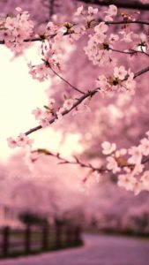 Top wallpaper sakura pink HD Download