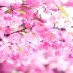 Download wallpaper sakura pink HD