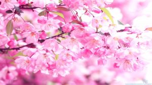 Download wallpaper sakura pink HD