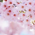 Top wallpaper sakura pink free Download