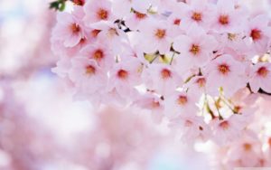 Top wallpaper sakura pink free Download