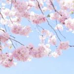 Top wallpaper sakura pink 4k Download