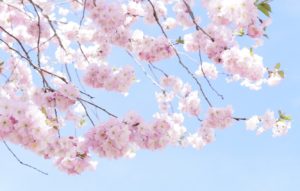 Top wallpaper sakura pink 4k Download