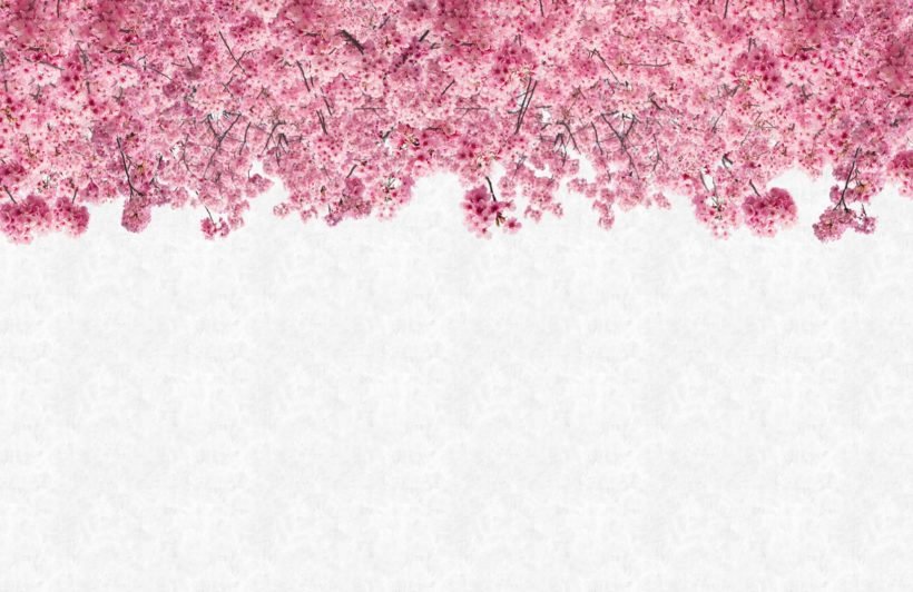 Download wallpaper sakura pink HD