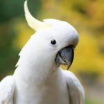 Top white parrot wallpaper 4k Download