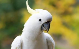 Top white parrot wallpaper 4k Download