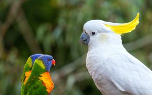 Download white parrot wallpaper HD