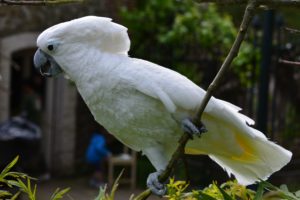 Top white parrot wallpaper 4k Download