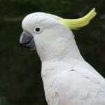 Download white parrot wallpaper HD