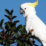 Top white parrot wallpaper Download
