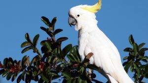 Top white parrot wallpaper Download