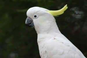 Download white parrot wallpaper HD