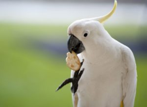 Download white parrot wallpaper HD