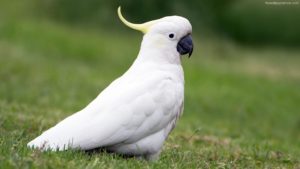 Top white parrot wallpaper free Download