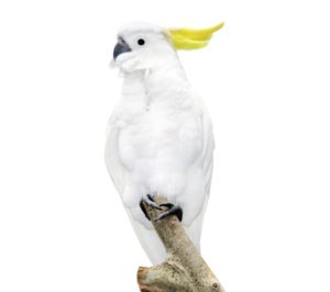 Download white parrot wallpaper HD