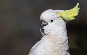 Top white parrot wallpaper 4k Download