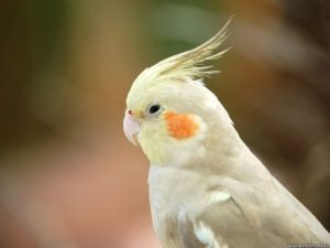 Top white parrot wallpaper HD Download