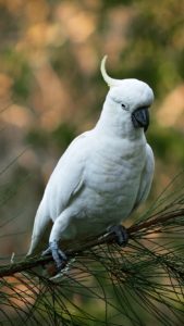 Top white parrot wallpaper 4k Download