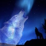 Top wolf howling wallpaper 4k Download