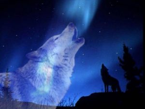 Top wolf howling wallpaper 4k Download