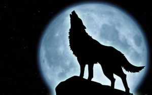 Download wolf howling wallpaper HD