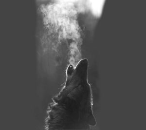 Top wolf howling wallpaper 4k Download