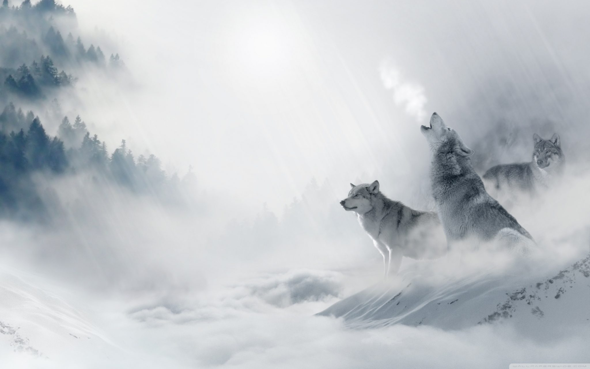 Top wolf howling wallpaper HD Download - Wallpapers Book - Your #1