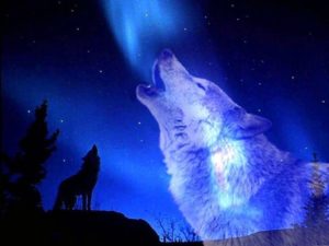 Download wolf howling wallpaper HD