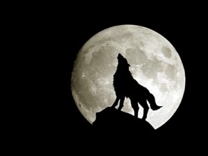 Download wolf howling wallpaper HD