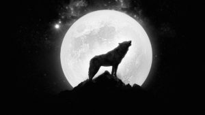 Top wolf howling wallpaper HD Download