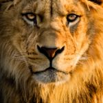 Top background lion photos 4k Download