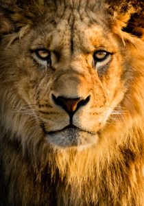 Top background lion photos 4k Download