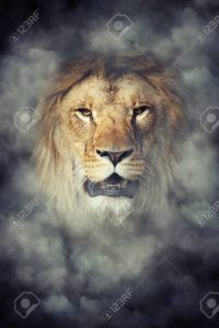 Download background lion photos HD