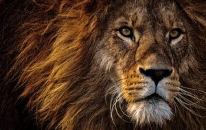 Download background lion photos HD