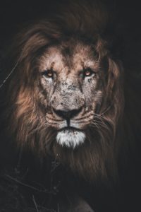 Top background lion photos 4k Download