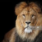 Top background lion photos HD Download
